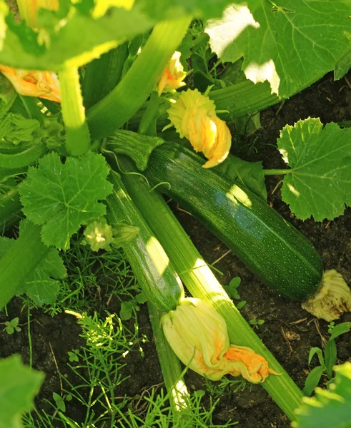 Blumen und junge Zucchini im Garten — Stockfoto