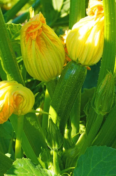 Flowers and ovaries of young zucchini in the garden — Stock Photo, Image