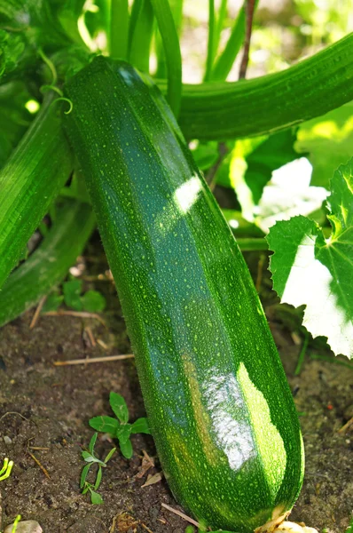 Green zucchini in the garden — Stock Photo, Image