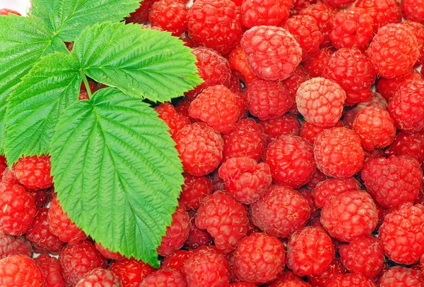 Raspberries decorated with green leaf as background — Stock Photo, Image