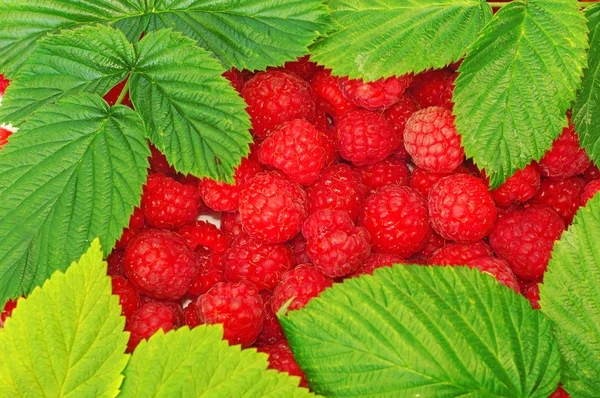 Himbeeren mit grünem Blatt als Hintergrund — Stockfoto