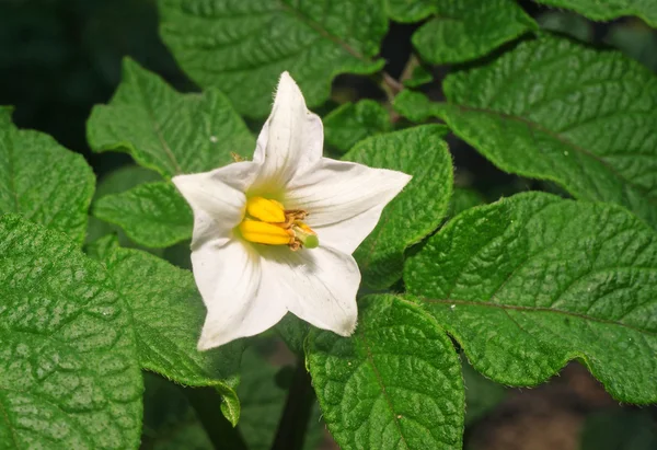 Flor de papa blanca primer plano en el jardín —  Fotos de Stock