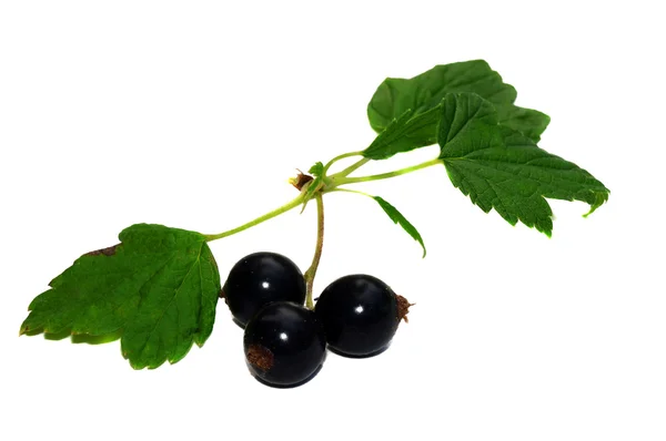 Bär av en svart vinbär närbild isolerade — Stockfoto