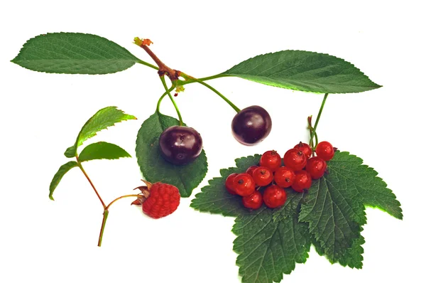 Cherry, raspberry and red currant with leaves isolated — Stock Photo, Image