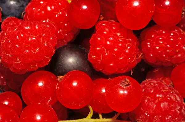 Assorted berries (raspberries, black and red currants) as backgr — Stock Photo, Image