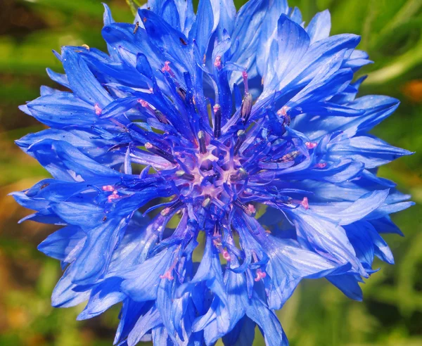 Aciano azul de cerca —  Fotos de Stock