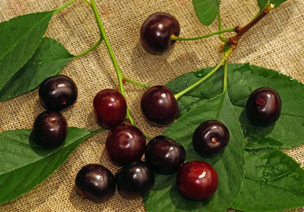 Ripe cherry on the rough fabric as the background — Stock Photo, Image