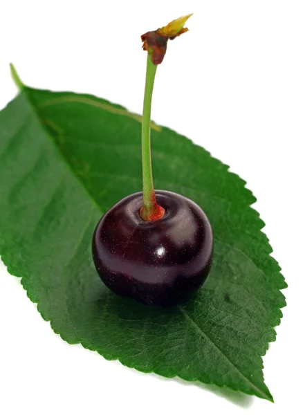 One cherry on a leaf isolated — Stock Photo, Image