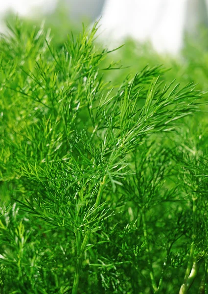 Saftiger grüner Dill im Garten — Stockfoto