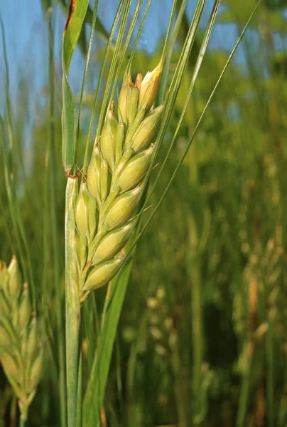 Roggen auf dem Feld in Großaufnahme — Stockfoto