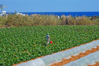 alan Kıbrıs kabak ile