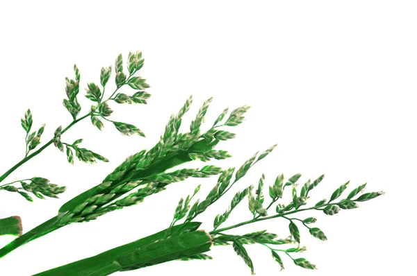 izole spikelets ile üç yeşil çimen