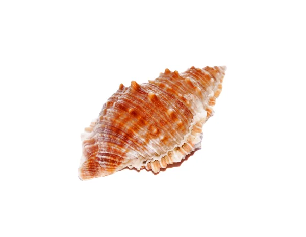 Seashell primo piano isolato su bianco — Foto Stock