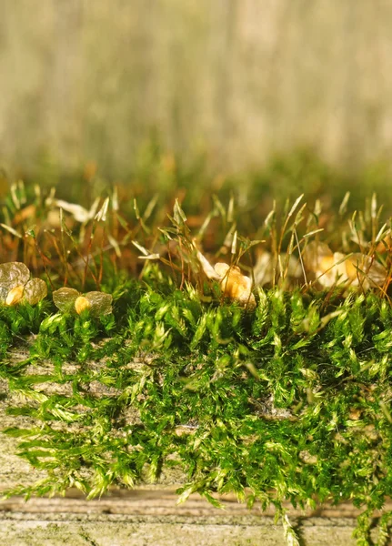 Textura de musgo en una cerca vieja como fondo (enfoque en musgo ) —  Fotos de Stock