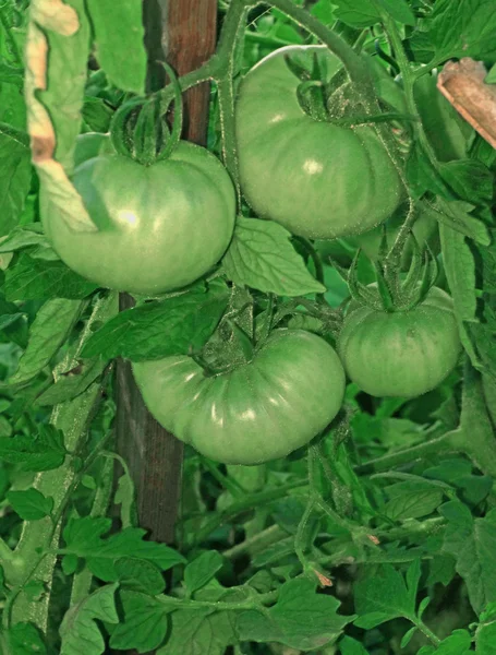 Bando de tomates verdes não maduros em um ramo em uma estufa — Fotografia de Stock