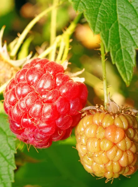 One ripe and one immature raspberries on the bush — Stock Photo, Image