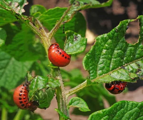 Coloradokever larven eten het gebladerte van aardappel Rechtenvrije Stockafbeeldingen