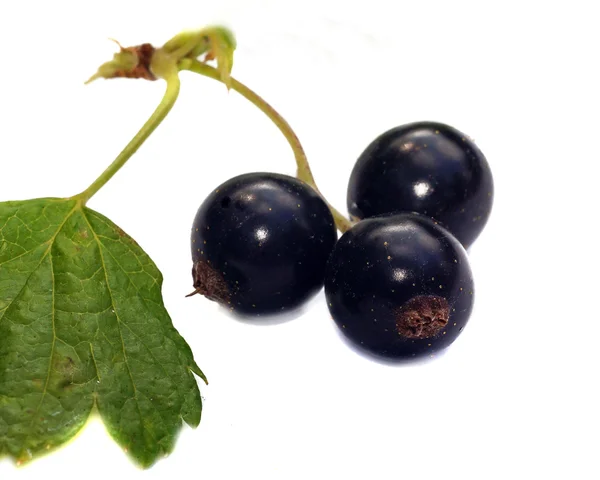 Berries of a black currant close-up isolated — Stock Photo, Image