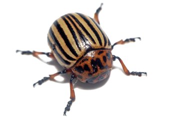 Large potato beetle close up isolated clipart