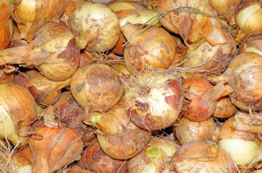 soğan, sadece toprak yakın çekim dışarı çıkardı