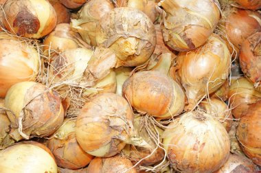 soğan, sadece toprak yakın çekim dışarı çıkardı   