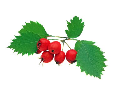 alıç çilek beyaz izole dal