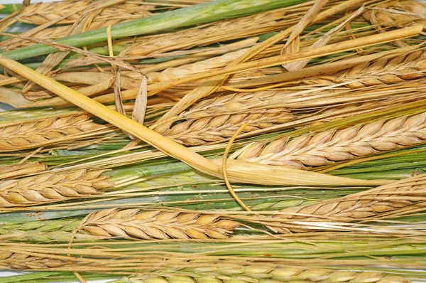 Zralé a zelená pšenice jako pozadí — Stock fotografie