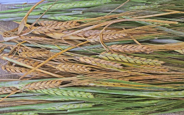 Reifer und grüner Weizen als Hintergrund — Stockfoto