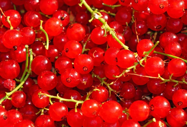 Mogna röda vinbär närbild som bakgrund — Stockfoto