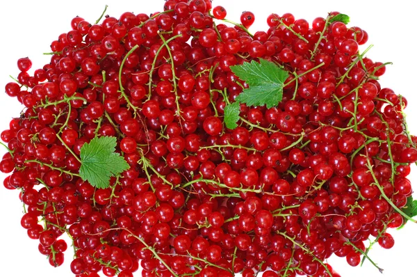 Ripe red currant close-up as background — Stock Photo, Image