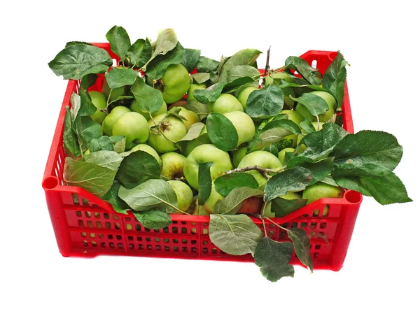 Zelená jablka v červený krabici izolované — Stock fotografie