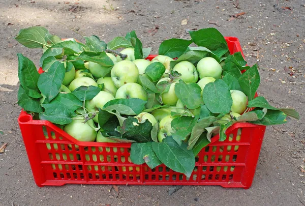 Manzanas verdes en una caja roja en el suelo — Foto de Stock