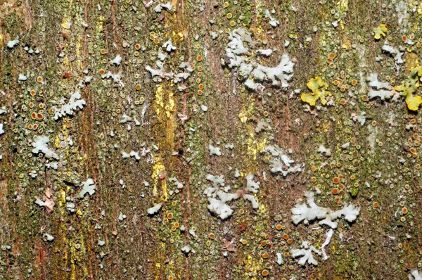 Vecchia tavola con muschio, licheni e funghi come sfondo — Foto Stock