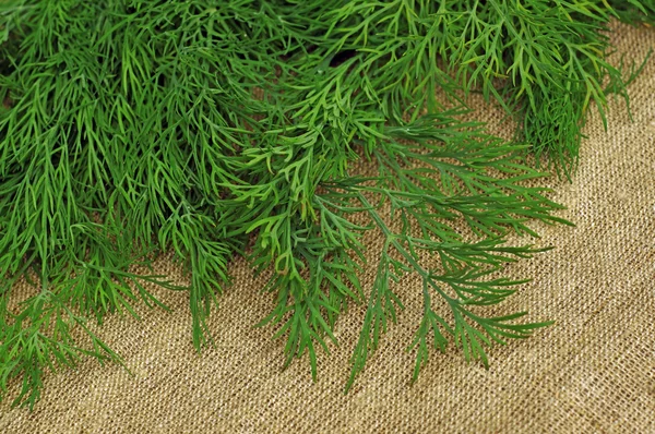 Green dill on the rough fabric as the background — Stock Photo, Image