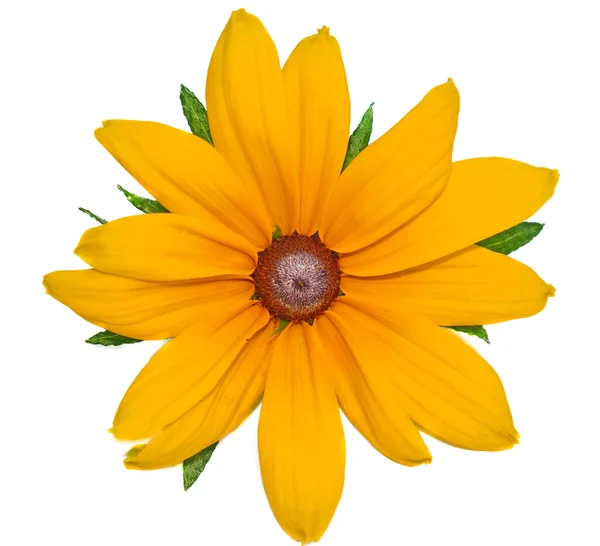 Big yellow flower Rudbeckia closeup isolated on white — Stock Photo, Image