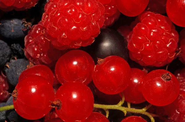 Assorted berries (raspberries, black and red currants) as backgr — Stock Photo, Image