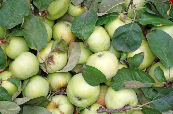 Manzanas verdes con hojas como fondo —  Fotos de Stock