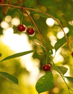 Altın bokeh arka bahçedeki Olgun Kiraz