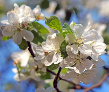 elma çiçeği portre