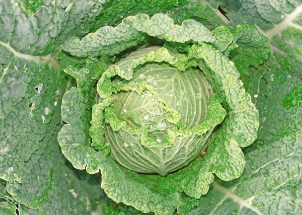 Col en el jardín como fondo — Foto de Stock