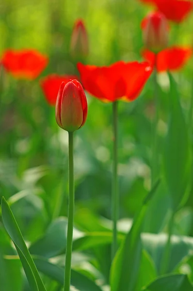 Een tulp bud in de onscherpe achtergrond bokeh van de bloei rode tulp — Stockfoto