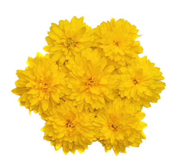 A composition in the form of a flower of yellow flowers isolated — Stock Photo, Image