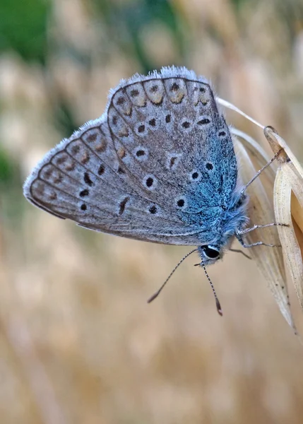 Borboleta licaenidae azul na aveia madura — Fotografia de Stock