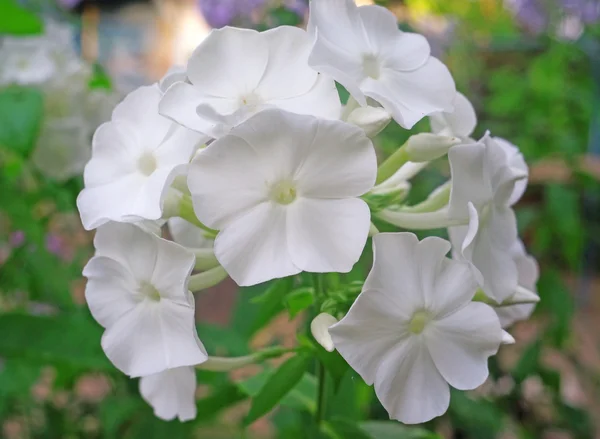 Белый флокс цветы в саду — стоковое фото