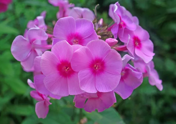 Флокс цветы в саду — стоковое фото