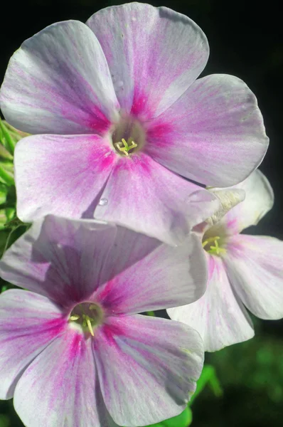 Phlox bahçede çiçek — Stok fotoğraf