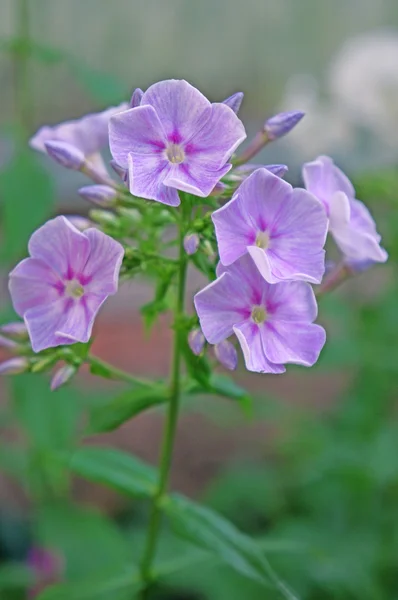 Phlox fleurs dans le jardin — Photo
