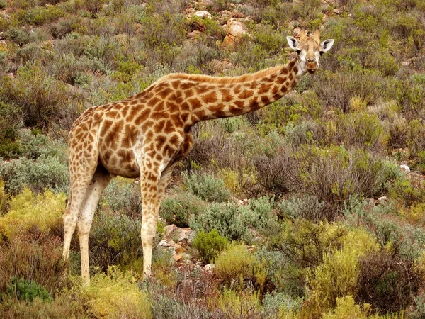 Girafe Regarder — Photo