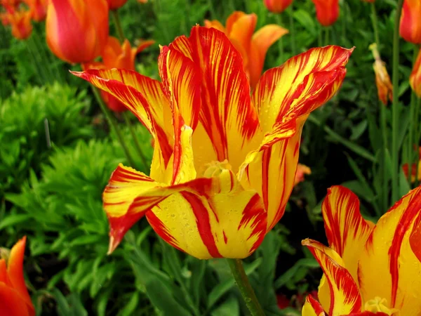 Tulipa com gotas de chuva — Fotografia de Stock