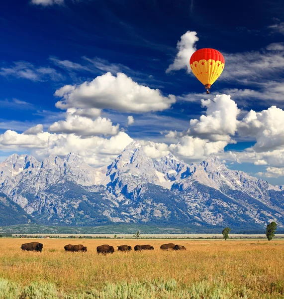 Bisonoxar i grand teton national park — Stockfoto